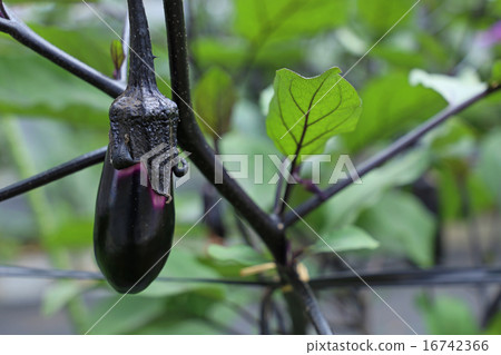 eggplant  16742366