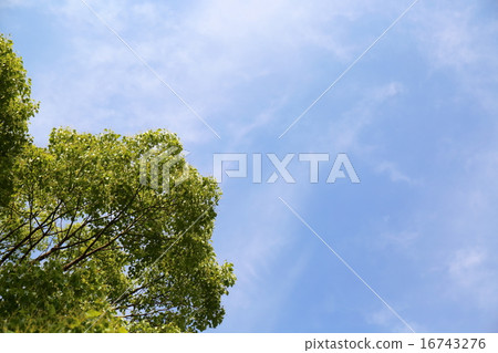 樟樹和藍天 16743276