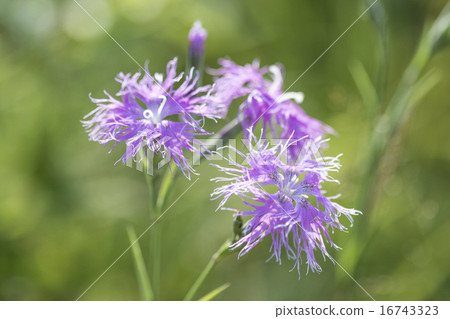 Ezo Kawarana Dessico 16743323