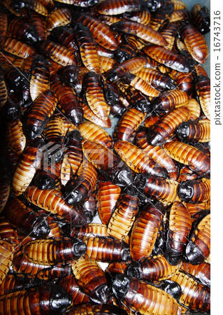 (Gromphadorhina portentosa) (Gromphadorhina portentosa) 16743716