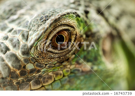 Green iguana Green iguana 16743739