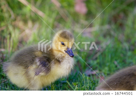 Cute chick close-up Cute chick close-up 16744501