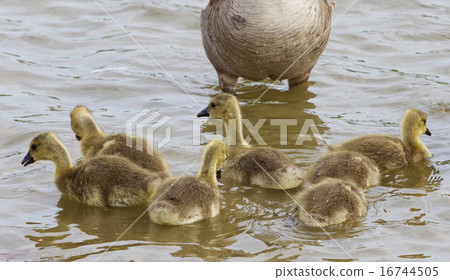 Young family Young family 16744505