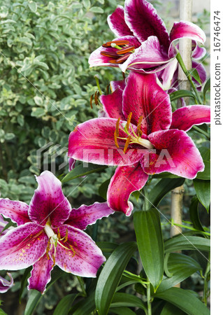 Lilies of large lilies (Star Gazal) 16746474