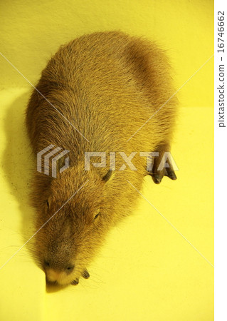 Capybara seen from the top (Takeshima Aquarium in Gamagori City, Aichi Prefecture) 16746662
