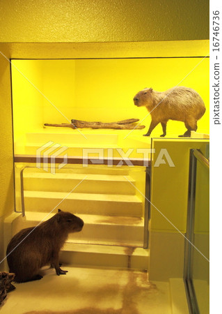Capybara (Takeshima Aquarium in Gamagori City, Aichi Prefecture) 16746736