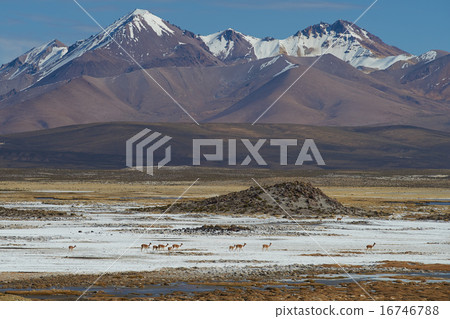 Vicuna on the Altiplano 16746788