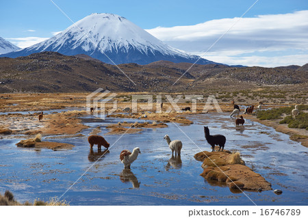 Alpaca Grazing 16746789
