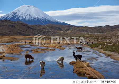 Alpaca Grazing 16746790