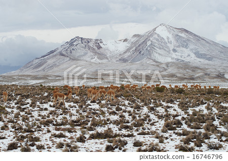 Herd of Vicuna 16746796