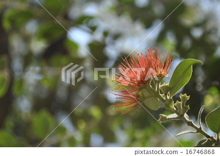 Ohiarefu flowers 16746868
