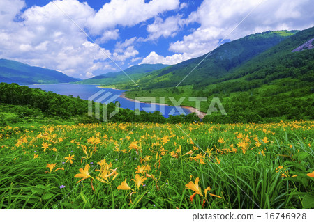 Nokoriko and Nororikishge 16746928