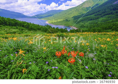 Nomaku-ko和高山植物 16746930