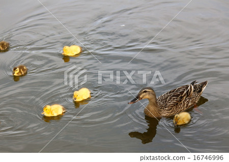 Parent and child of duck Parent and child of duck 16746996