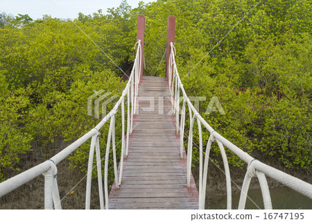 The forest mangrove at Petchaburi, Thailand. The forest mangrove at Petchaburi, Thailand. 16747195