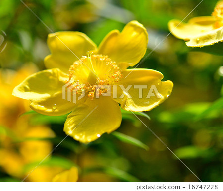 Golden thread plum blossoms 16747228