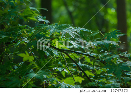 Summer maple Summer maple 16747273