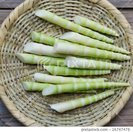Root bamboo 16747478