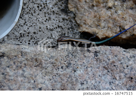 Juvenile lizard / Japanese juvenile body 16747515