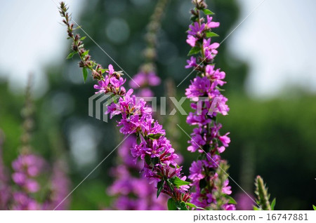 Lythrum Lythrum 16747881