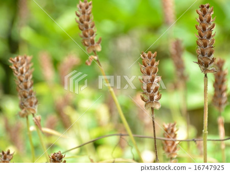 夏天烤草 夏天烤草 16747925