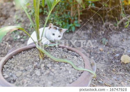 cat fight snake in untidy dirty garden, danger 16747928