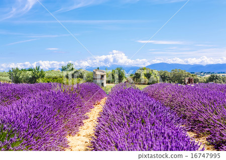 Blossoming lavender fields in Provence, France. 16747995