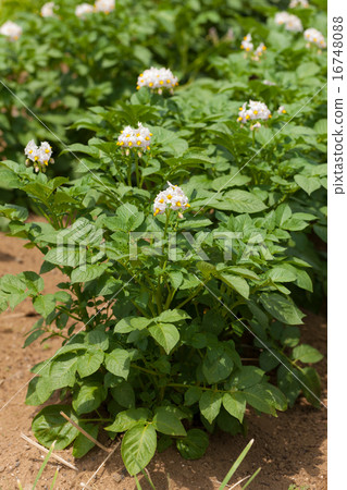 Potato field baron 16748088