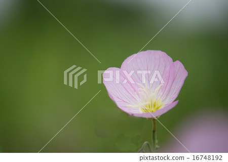 Hiltzakimusuki 16748192