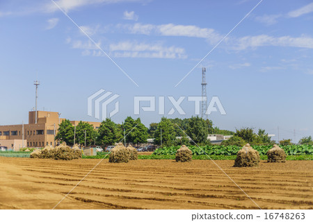 Landscape of peanut field in Yotsukaido city 16748263