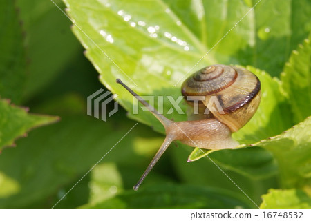 蝸牛爬行的繡球花葉子 16748532