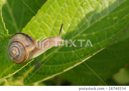 Snail crawling hydrangea leaves 16748534