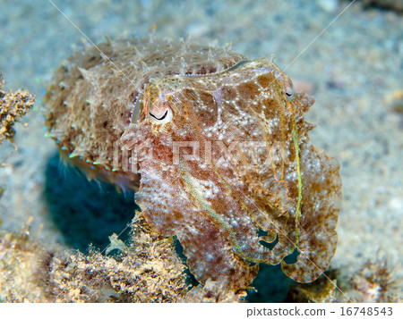 Kobushime（凱塔） 16748543