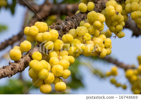 Star Gosseberry Phyllanthus acidus tree 16748669