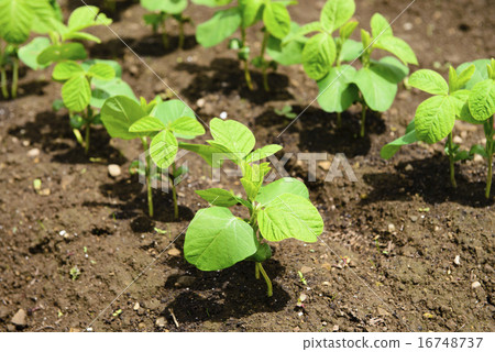 Edamame seedlings 16748737