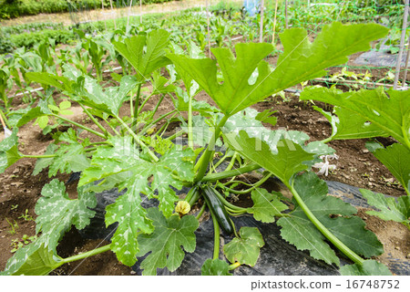 梔子西葫蘆 16748752