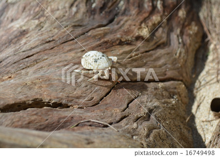 漂流木和寄居蟹 - 沖繩 -  16749498