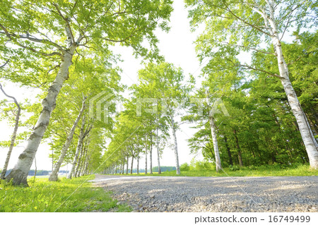 Hokkaido Shirakaba Namiki 16749499