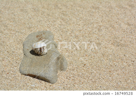 寄居蟹在海灘上 - 沖繩 -  16749528