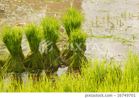 thai style rice grow 16749701