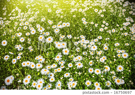 blooming chamomile field background 16750697