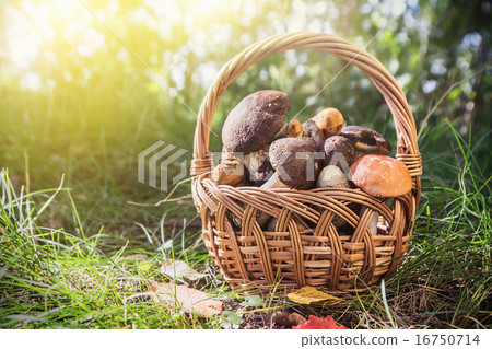 harvest brown cap boletus in a basket harvest brown cap boletus in a basket 16750714