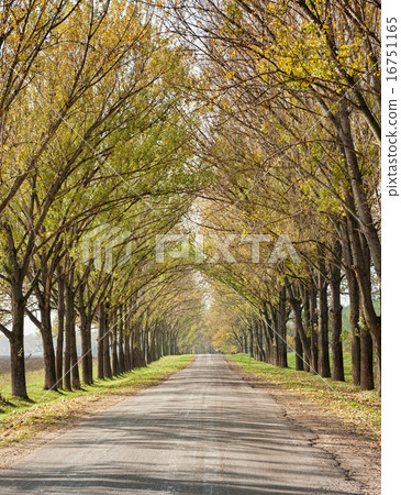 country road country road 16751165