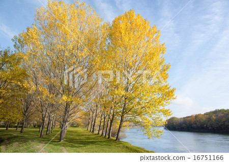 autumn forest, trees, river and sky 16751166
