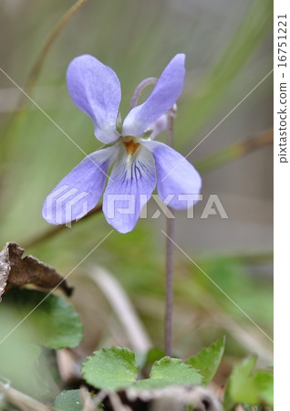 中提琴 中提琴 16751221