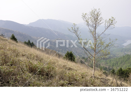 Sakihara的竹筍 16751222