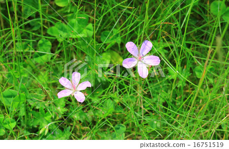 Hakusan Fuuro 16751519