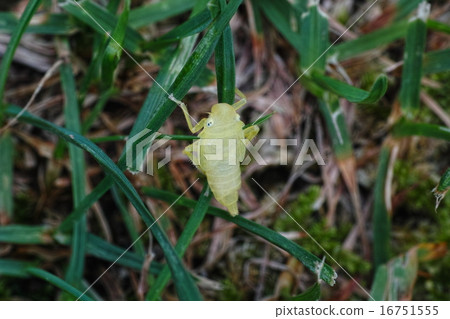 Larvae of Pinus thunbergii 16751555