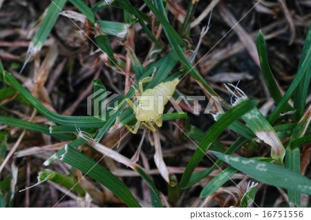 Larvae of Pinus thunbergii 16751556