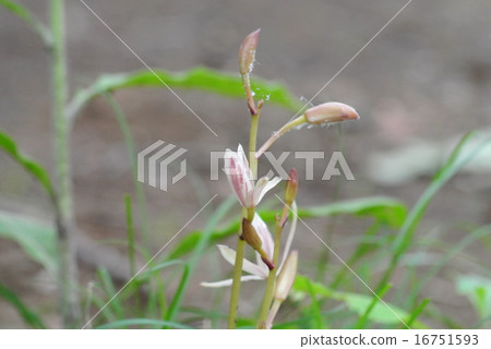 Mayalan Mayalan 16751593